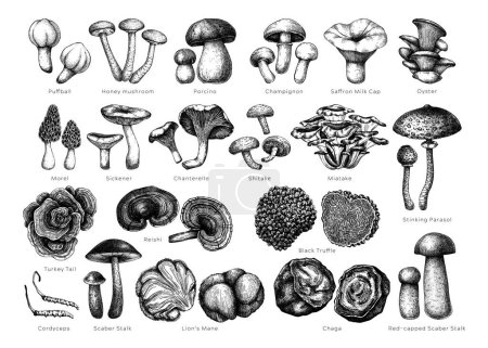 Collection d'illustrations vectorielles comestibles de champignons. Dessins alimentaires dessinés à la main. Plantes forestières esquisses. Parfait pour la recette, menu, étiquette, icône, emballage, contours de champignons magiques avec des noms. Set botanique.