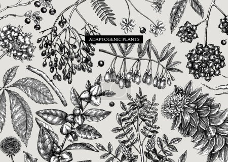 Illustration for Adaptogenic plants background in sketch style. Sketched medicinal herbs, weeds, berries, leaves banner design. Perfect for brands, labels, packaging. Botanical illustrations - Royalty Free Image