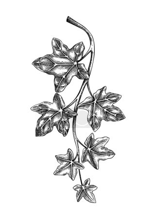 Illustration for Decorative evergreen plant sketch. Ivy branch drawing. Hand-drawn botanical element in sketched style. Hedera leaves for Christmas or winter design. - Royalty Free Image