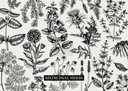 Illustration for Vintage herbs background. Aromatic plants, medicinal flowers, perfume and cosmetic products, herbal tea ingredients in sketch style. Vector banner design, print, label - Royalty Free Image
