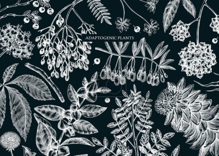 Illustration for Adaptogenic plants background in sketch style. Sketched medicinal herbs, weeds, berries, leaves banner design. Perfect for brands, labels, packaging. Botanical illustrations on chalkboard - Royalty Free Image