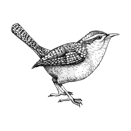 Illustration for Wren vector sketch. Hand drawn wildlife illustration in engraved style. Passerine bird isolated on white background. Black and white animal drawing for print, poster, card, cover. - Royalty Free Image