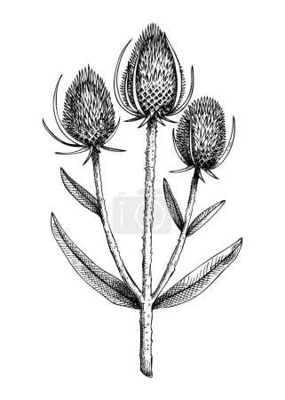 Teasel botanical illustration. Decorative Dipsacus plant  with combs in sketch style. Hand drawn summer flower. Wildflower drawing isolated on white background. Floral design element. 