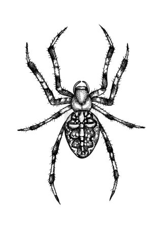 Illustration for Spider vector sketch. Hand drawn wildlife illustration in engraved style. Arachnid isolated on white background. Black contoured tarantula - animal drawing for print, poster, card, cover, tattoo desig - Royalty Free Image