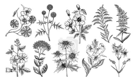Handgezeichnete Sommerblumenkollektion. Garten blühende Pflanzen Skizzen. Botanische Illustrationen isoliert auf weißem Hintergrund. Florales Gestaltungselement im gravierten Stil für Drucke, Karten, Poster