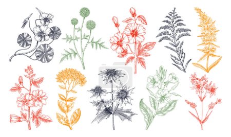 Hand drawn garden summer flower collection. Garden flowering plants sketches in color. Botanical illustrations isolated on white background. Floral design element in engraved style for prints, cards