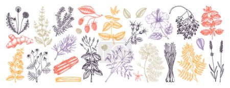 Ilustración de Colección de ingredientes de té dibujado a mano en color. Ilustración botánica de frutas, flores, hojas y hierbas para la receta, menú, etiqueta, icono, embalaje. Set de ingredientes de té de hierbas - Imagen libre de derechos