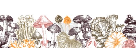 Illustration for Edible mushrooms vector border in color. Vintage autumn forest plant banner. Fall banner design with hand drawn fungi sketches. Healthy food, fungal protein vector illustration for print and packaging - Royalty Free Image