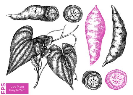 Illustration for Purple Yam or Winged yam or Water yam sketches set. Vector illustration of Ube isolated on white background. Filipino cuisine ingredient, vegetarian products template design elements - Royalty Free Image