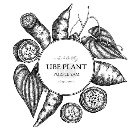 Illustration for Agricultural plant, wreath design. Ube, Purple yam, root vegetable, vegetarian food background. Packaging, label, print template for plant based product. Vector illustration in vintage style - Royalty Free Image