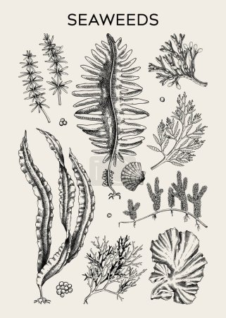 Illustration for Edible seaweed poster design. Hand-drawn underwater algae - kelp, kombu, wakame, hijiki sketches. Asian cuisine, plant-based food, healthy food ingredients, seafood restaurant menu, wall art, print - Royalty Free Image