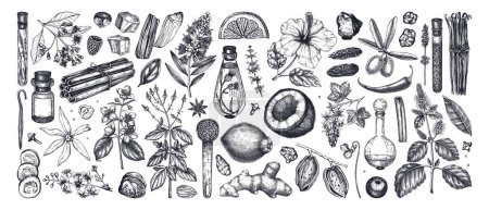 Parfümerie und Kosmetik Zutaten Sammlung. Blumen, Früchte, Gewürze, Kräuterskizzen. Aromatische Pflanzen handgezeichnete Vektorillustration.