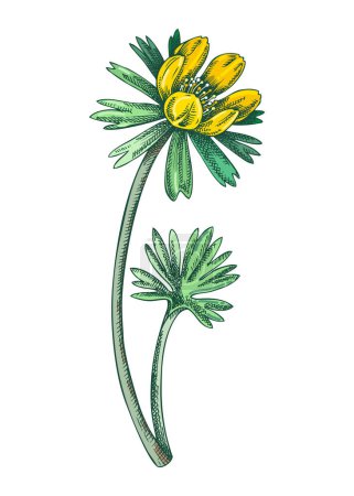 Illustration for Winter aconite sketch in color. Hand drawn buttercup flower. Botanical vector illustration. Spring woodland plant drawing - Royalty Free Image