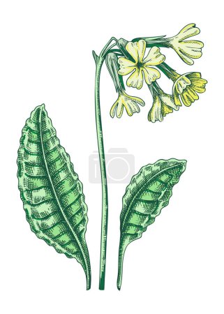 Esbozo de flor de Oxlip en color. Dibujo floral de fórmula. Ilustración vectorial dibujada a mano. Planta de bosque de primavera, flor silvestre.