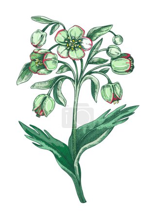 Hellebore sketch in color. Winter rose floral drawing. Hand drawn vector illustration. Spring woodland flower, wildflower