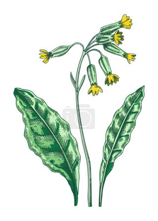Cowslip sketch in color. Primrose botanical drawing. Hand drawn vector illustration. Spring woodland flower, wildflower. Floral design