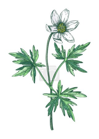 Wood anemone sketch in color. Buttercup floral drawing. Hand drawn vector illustration. Spring woodland flower, wildflowers flower sketch in engraved style. 