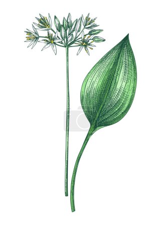 Ramsons sketch in color. Wild garlic floral drawing. Hand drawn vector illustration.  Spring woodland flower, wildflowers