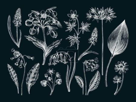 Spring flower sketches. Hand-drawn vector illustrations. Woodland wildflowers. Cowslip, bluebell, grape hyacinth, hellebore, winter aconite. Floral design on chalkboard