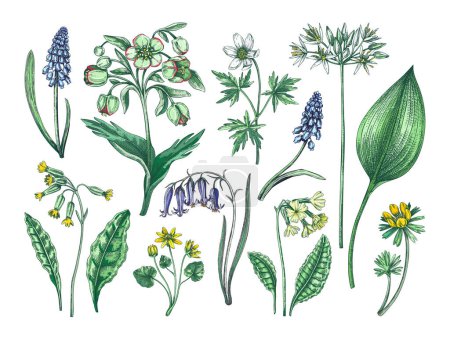 Illustration for Spring flower sketches. Hand-drawn vector illustrations. Woodland wildflowers. Cowslip, bluebell, grape hyacinth, hellebore, winter aconite. Floral design in color - Royalty Free Image