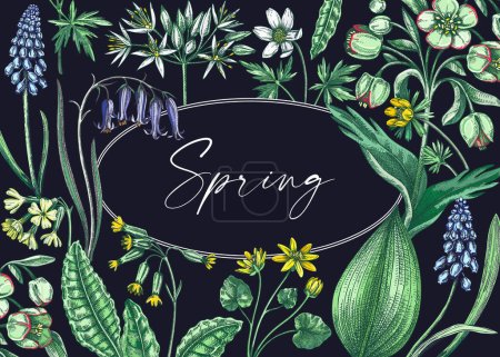 Illustration for Spring wildflowers background. Woodland wild flower sketches. Hand-drawn vector illustrations. Cowslip, bluebell, grape hyacinth, hellebore, winter aconite. Floral frame design - Royalty Free Image