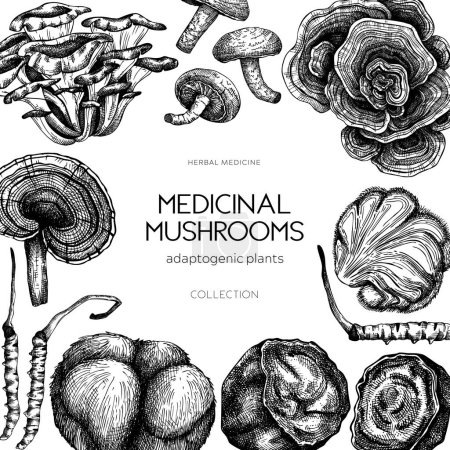 Diseño del marco del hongo medicinal. Ilustración vectorial dibujada a mano. Plantas adaptogénicas bocetos. Para recetas, menú, etiqueta, diseño de envases.