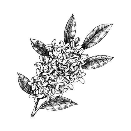 Osmanthus, croquis de branche d'olivier de thé. Illustration vectorielle dessinée à la main de plantes aromatiques. Cosmétiques et ingrédient de parfumerie. PAS AI généré