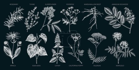 Apothecary plants collection. Medicinal herbs and healing plants sketches on chalkboard. Herbal remedies,natural medicine hand-drawn vector illustration. NOT AI genereted