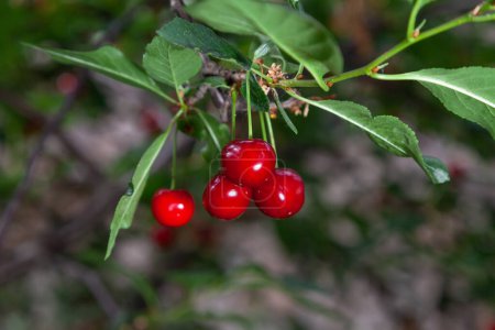 Foto de Ripe berries of red cherries hang on long cuttings on a branch with green leaves - Imagen libre de derechos