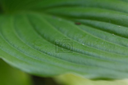 Téléchargez les photos : Feuille verte texture fond. Feuille verte d'une plante hôte vivante avec des rainures distinctes. Structure macro photographie - en image libre de droit