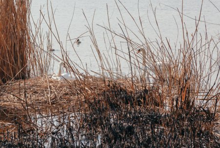 Foto de Marco raro. Una hembra cisne blanco se sienta en un nido de cañas secas en un día de primavera. Otro cisne flota en el agua a la derecha. Cañas quemadas en primer plano - Imagen libre de derechos