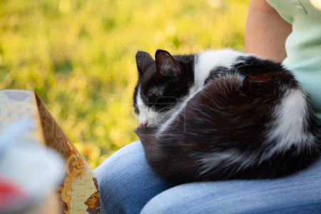 Photo for A black cat with white spots curled up comfortably in a ball and lies on the lap of a woman in blue jeans close-u - Royalty Free Image