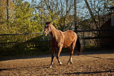 Photo for A bay horse with a long tail without a left eye walks in a dirt paddock without a saddle. Visible musculature and muscle relie - Royalty Free Image