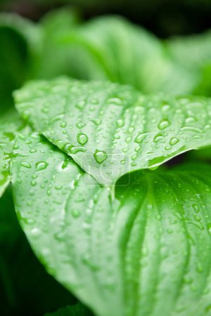 Photo for After the rain. Beautiful drops of water on the juicy green leaves of the host plan - Royalty Free Image