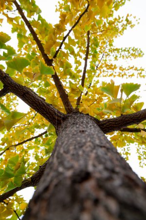 Gelbe Farben des Herbstes. Ginkgo-Stamm mit leuchtend gelben Blättern. Blick von unten nach oben