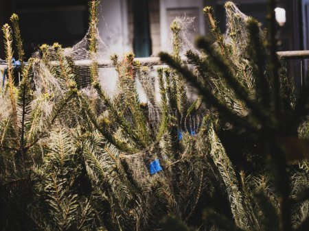 Foto de Árbol de Navidad para el mercado con abetos cubiertos de red de transporte blanco - Imagen libre de derechos