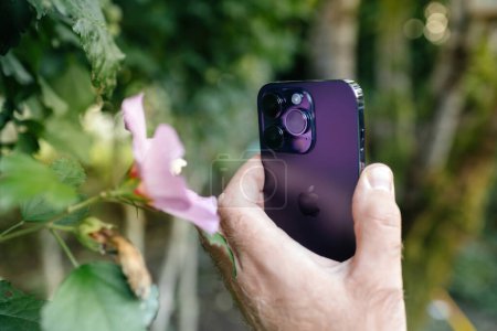 Téléchargez les photos : London, United Kingdom - Sept 28, 2022: Male hand taking photo of a hibiscus flower with the new Apple iphone 14 smartphone phone device with 48mp camera - en image libre de droit