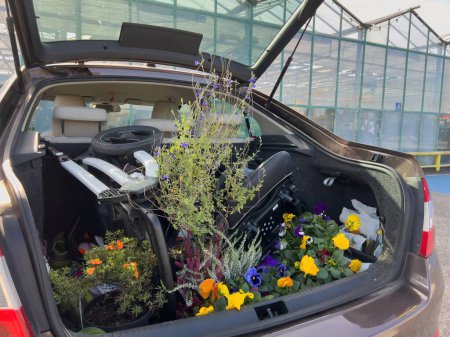 Téléchargez les photos : Vue arrière du coffre ouvert de la voiture avec plusieurs fleurs près d'un marché aux fleuristes - poussette pour enfants à côté d'eux - grand chariot à coffre - en image libre de droit