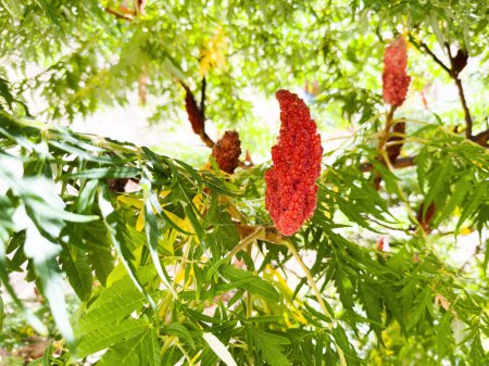 Foto de Colores vivos de Rhus typhina conocido como Stags- cuerno de sumac - árbol de decoración de jardín - Imagen libre de derechos