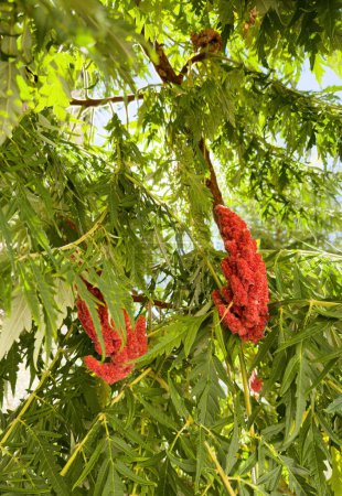 Foto de Colores vivos de Rhus typhina conocido como Stags- cuerno de sumac - árbol de decoración de jardín - Imagen libre de derechos