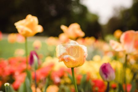 Téléchargez les photos : Tulipes jaunes recouvertes de gouttes d'eau - gros plan macro plan - en image libre de droit