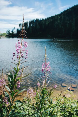 Téléchargez les photos : Epilobium angustifolium également connu sous le nom de plante de bois de chauffage avec lac Mummelsee en arrière-plan magique calme Forêt noire - en image libre de droit
