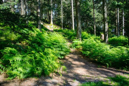 Foto de Una escena tranquila de exuberante crecimiento verde en una Alemania de la Selva Negra, con la luz del sol iluminando el camino a través de abetos y helechos. - Imagen libre de derechos