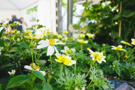Téléchargez les photos : Une fleur jaune vif se dresse dans un jardin, parfumé et frais. Capturer parfaitement la beauté des natures délicates fleur de croissance et les clients en arrière-plan - en image libre de droit