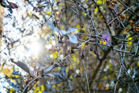 Téléchargez les photos : Une fleur vibrante pousse sur une branche au chaud soleil de printemps, sa beauté et sa croissance représentant des natures étonnantes cycle automnal. - en image libre de droit