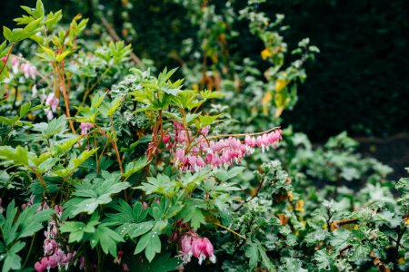 Foto de Una llamativa flor asiática de corazón sangrante se encuentra en su exuberante jardín verde, un recordatorio de la belleza y la frescura que se encuentran en la naturaleza.. - Imagen libre de derechos
