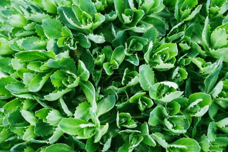 Photo pour Une plante verte luxuriante d'Hylotelephium telephium, avec de petits légumes qui poussent dessus. La fraîcheur et la beauté dans la nature peuvent être vues à travers son cadre complet. - image libre de droit