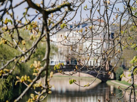 Photo for A peaceful day in spring, with a leafy tree and white blossom against the backdrop of French-style architecture. Tranquility and beauty in nature abound. - Royalty Free Image