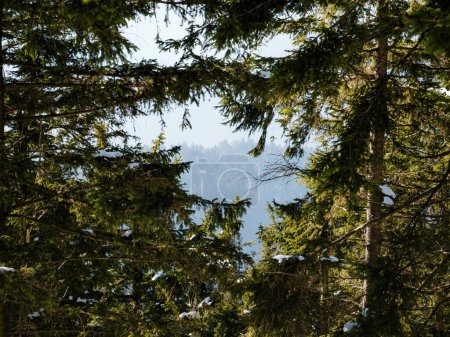 Foto de Una tranquila escena invernal de una rama de árbol vista a través de la luz del sol en el bosque natural, adornada con un crecimiento exuberante y hojas - Imagen libre de derechos