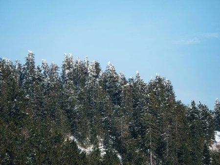 Foto de Un majestuoso pino se yergue alto contra un cielo invernal, su belleza y fuerza acentuadas por la vista de bajo ángulo. - Imagen libre de derechos